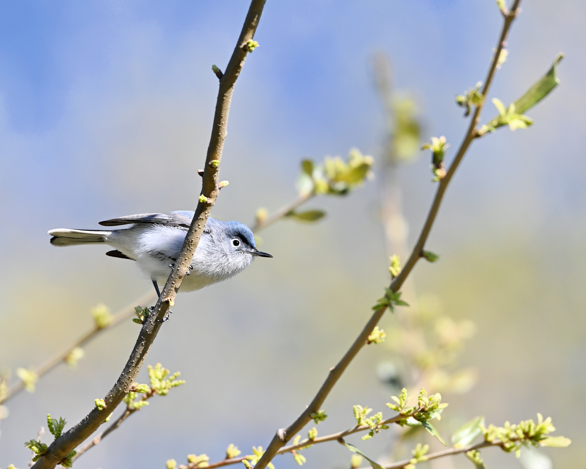 Birds photograph by Prithvi Mandava