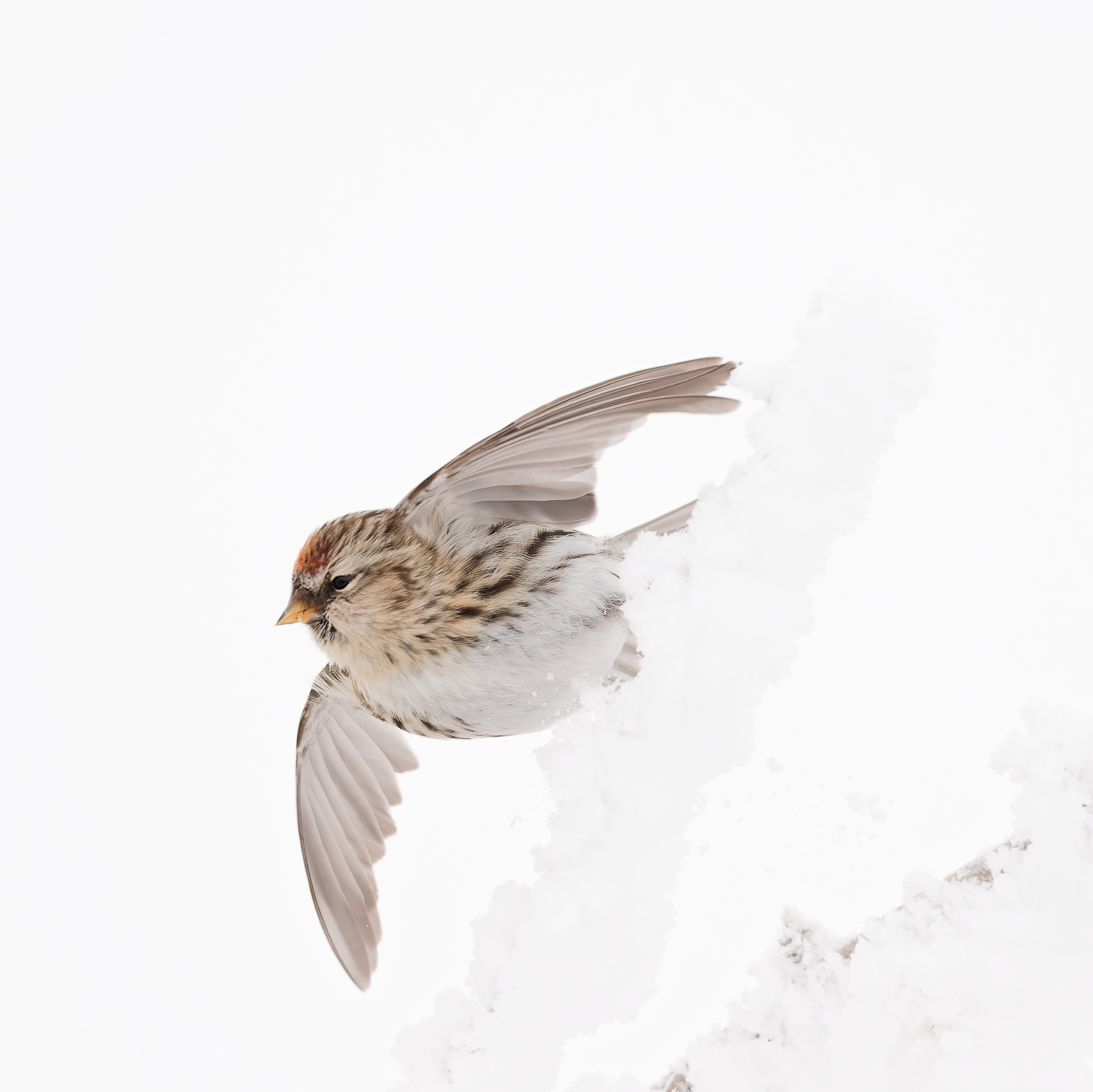 Birds photograph by Prithvi Mandava